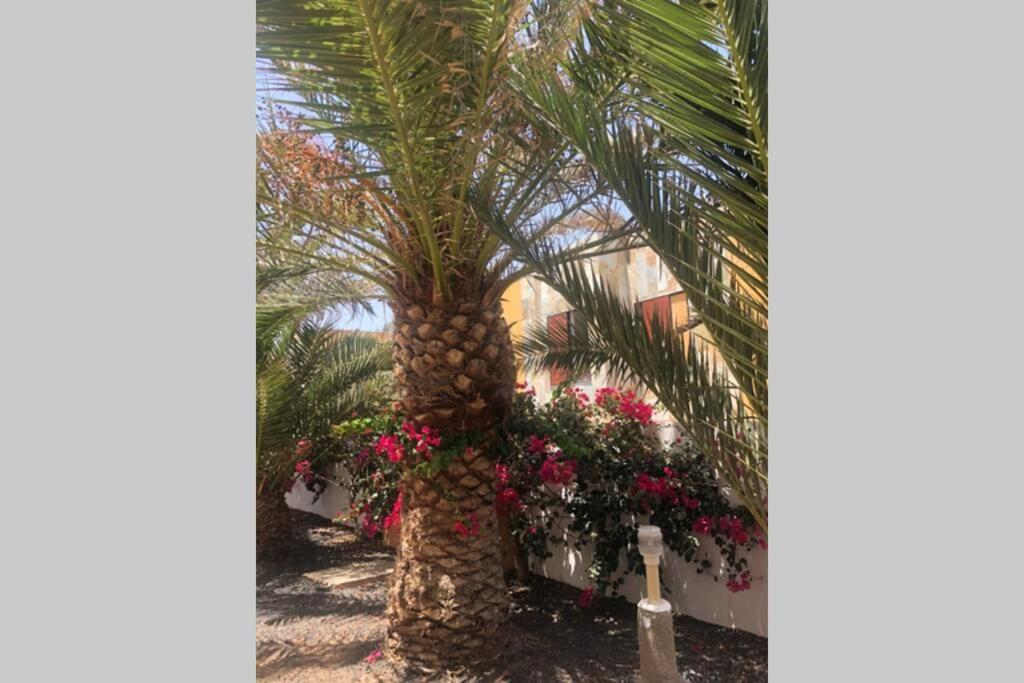 Apartamento Summer Complex Amaya Fuerteventura Costa De Antigua Exterior photo